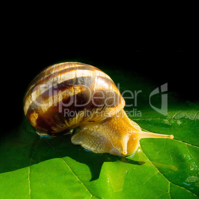 Snail.