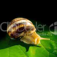 Snail.