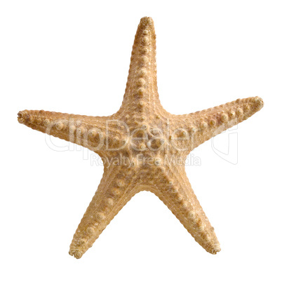 Starfish.