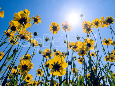 Yellow flowers.