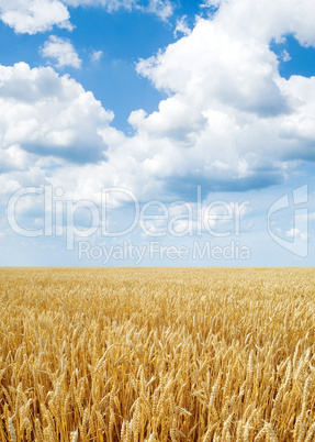 Wheat field.