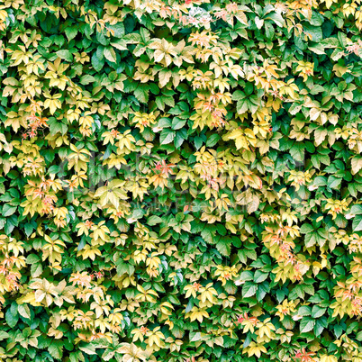 Vine seamless background.