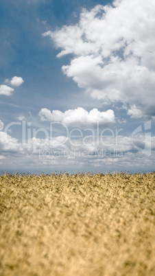 Wheat field on sky background.