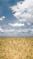 Wheat field on sky background.