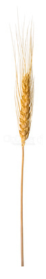 Wheat ear.