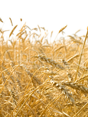 Wheat ears.