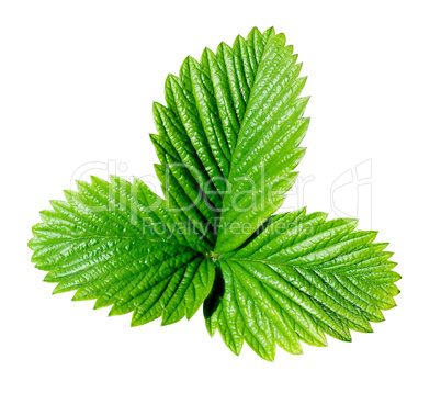 Strawberry leaf.