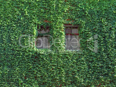Ivy on wall.