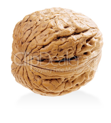 Walnut.