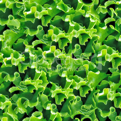 Green lettuce seamless background.