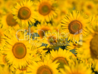 Sunflowers.