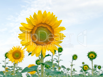 Sunflower.