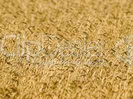 Wheat field.