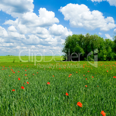 Red poppy on green field.
