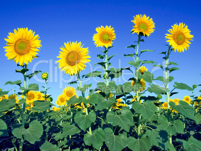 Sunflowers.