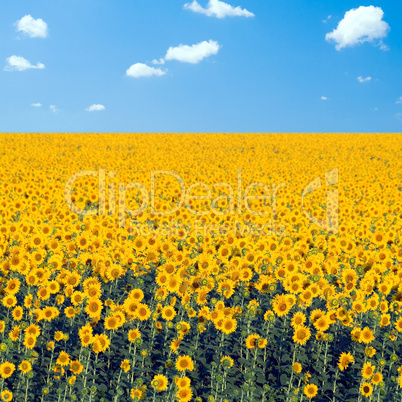 Sunflowers field.