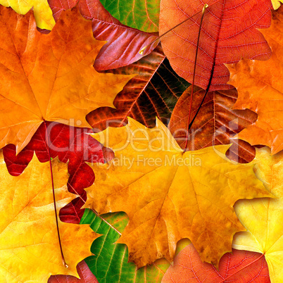 Fall leafs seamless background.