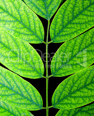 Acacia leaf.