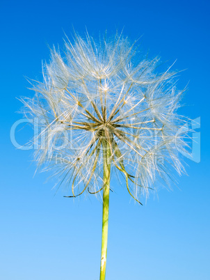 Dandelion.