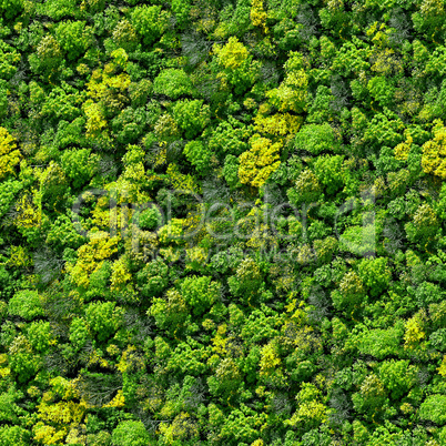 Forest seamless pattern - view from above.