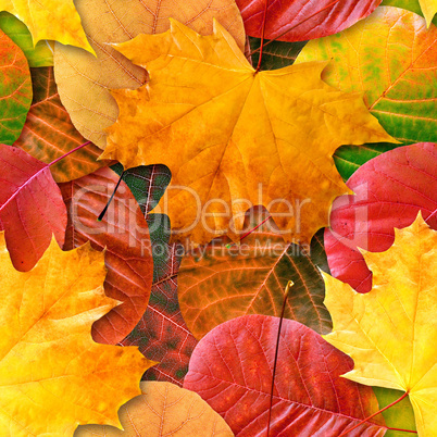 Fall leafs seamless background.