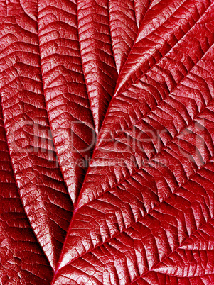 Red leaf.