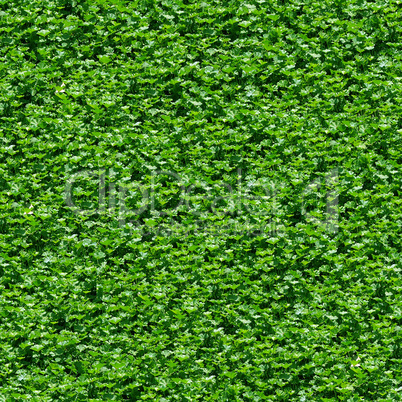 Seamless green grass pattern.