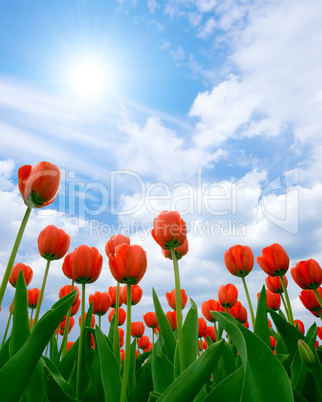 Tulips.