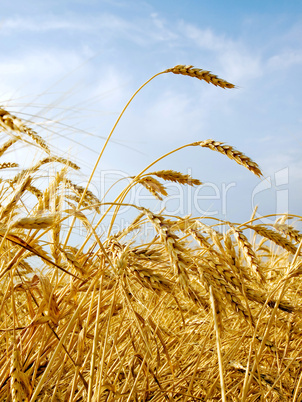 Wheat field.