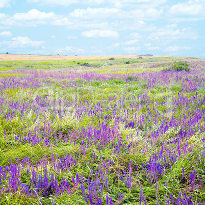 Steppe.