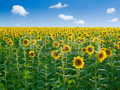 Sunflowers.