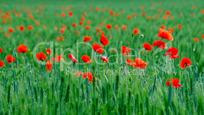 Red poppy flowers.