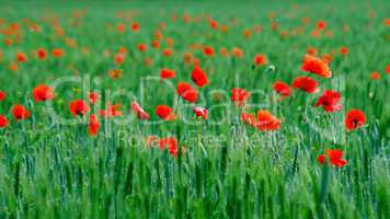 Red poppy flowers.