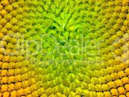 Sunflower texture.