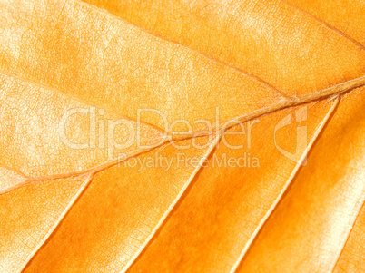 Yellow leaf.