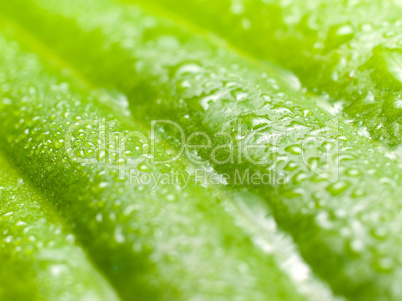 Wet green leaf.