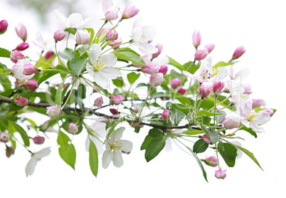 Blooming apple tree branch