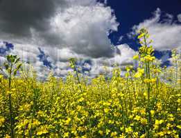 Canola field