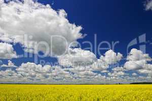 Canola field