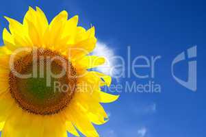 Closeup of yellow sunflower