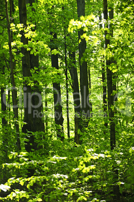 Green spring forest