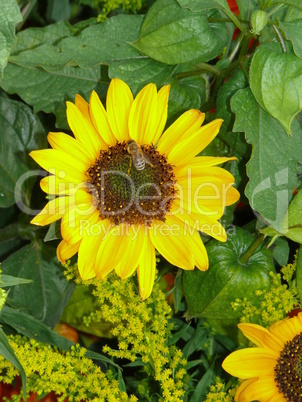 Sonnenblumen