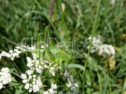 Grasshopper on flowers