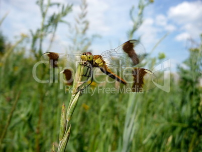 Large dragonfly