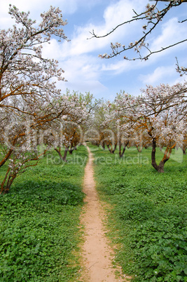 blooming almond trees