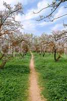 blooming almond trees