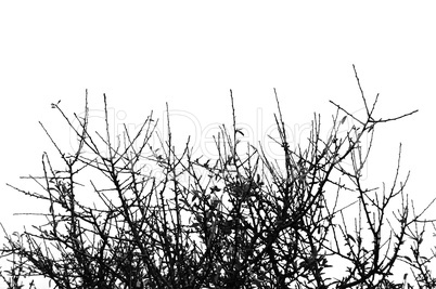 branches detail