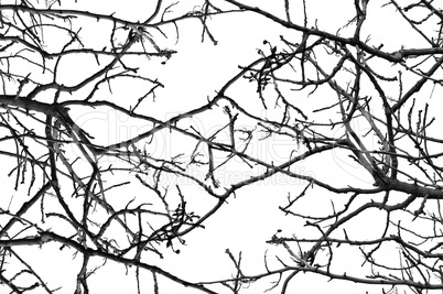 tree branches pattern