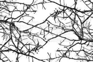 tree branches pattern