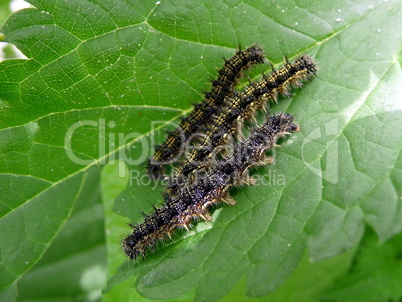 Three caterpillars